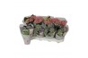 Hydrangea curly wurly Mix 3-5 Bloem
