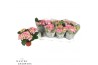 Hydrangea sarena Roze 3-5 Bloem