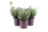 Lavandula stoechas silver anouk