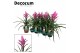 Tillandsia amira 