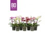 Phalaenopsis multiflora mix BO - Flora Mix - 2 tak, 20+ bloem