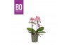 Phalaenopsis multiflora roze BO - Flora Midpink - 2 tak, 20+ bloem