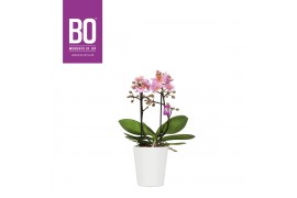 Phalaenopsis multiflora roze BO - Flora Midpink - 2 tak, 20+ bloem - Z