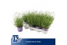 Lavandula angustifolia essence purple Lavandula Essence Purple