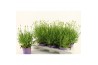 Lavandula x intermedia edelweiss Lavandula White Fragrance