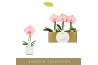 Phalaenopsis roze Singolo - Aquarello Flamingo - 1 bloem - Lazio White