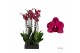 Phalaenopsis anthura montreux 2 tak - 55/60cm 