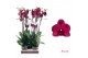 Phalaenopsis anthura montreux 2 tak - 65/70cm 