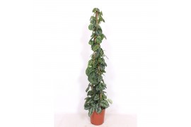 Scindapsus pictus trebie piramide