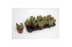 Kalanchoe red lips Oricula 