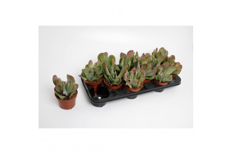 Kalanchoe red lips Oricula 