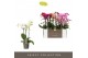 Phalaenopsis multiflora mix Optimost - Mix - 3 tak 