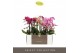 Phalaenopsis multiflora mix Optimost - Mix - 3 tak 
