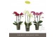 Phalaenopsis multiflora mix Optimost - Mix - 3 tak 