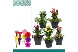 Zantedeschia mix combo petunia-zantedeschia mixlaag