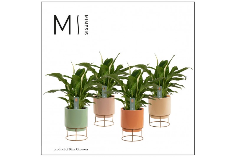 Spathiphyllum chopin 3+ bloem - Emma keramiek, Craft world Spathiphyllum chopin 3+ bloem - Emma keramiek, Craft world
