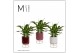 Spathiphyllum chopin 3+ bloem - Emma keramiek, Rich love 