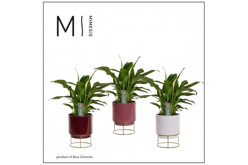 Spathiphyllum chopin 3+ bloem - Emma keramiek, Rich love Spathiphyllum chopin 3+ bloem - Emma keramiek, Rich love
