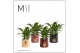 Spathiphyllum chopin 3+ bloem - Manon keramiek, Rich love 