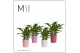 Spathiphyllum chopin 3+ bloem - Nienke keramiek, Luxury world 