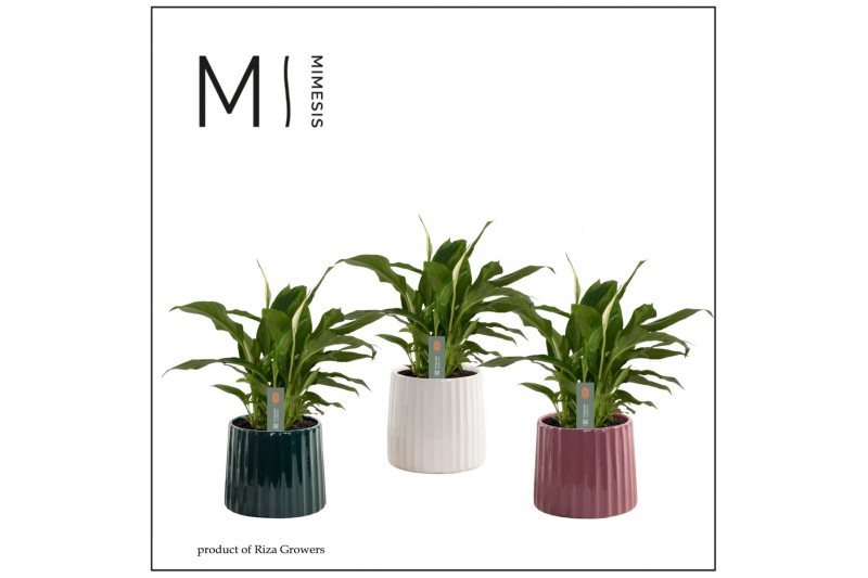 Spathiphyllum chopin 3+ bloem - Sophia keramiek, Luxury world Spathiphyllum chopin 3+ bloem - Sophia keramiek, Luxury world