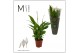 Spathiphyllum chopin Mimesis Spathiphyllum Chopin - 9 cm 3 bl. 