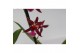 Oncidium Oncidium Mieke von Holm geurend 1 tak 12 cm,3 tak/plnt,roze,3 