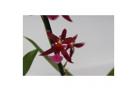 Oncidium Oncidium Mieke von Holm geurend 1 tak 12 cm,3 tak/plnt,roze,3