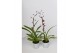 Oncidium Oncidium Mieke von Holm geurend 1 tak 12 cm,3 tak/plnt,roze,3 