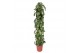 Philodendron scandens brasil zuilvorm op rek 