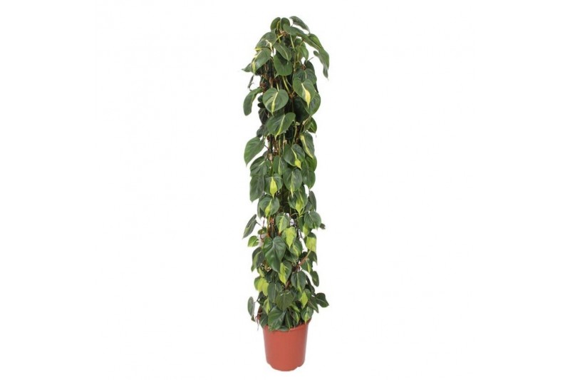 Philodendron scandens brasil zuilvorm op rek 