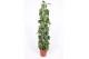 Philodendron scandens brasil zuilvorm op rek 