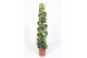 Philodendron scandens brasil mosstok 