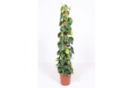 Philodendron scandens brasil mosstok