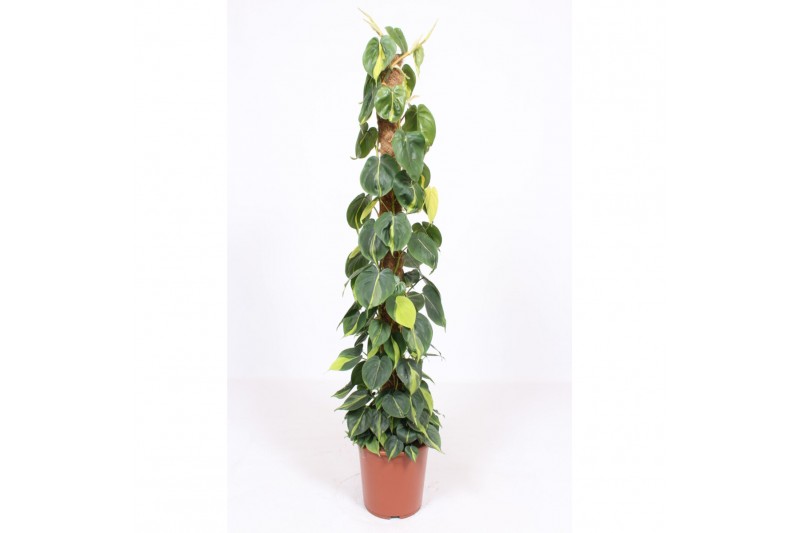 Philodendron scandens brasil mosstok 