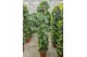 Philodendron scandens brasil mosstok 
