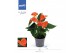 Anthurium andr. karma orange 