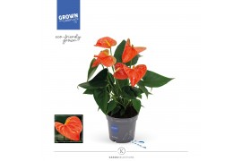Anthurium andr. karma orange