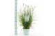 Pennisetum alopecuroides hameln 