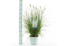 Pennisetum alopecuroides hameln