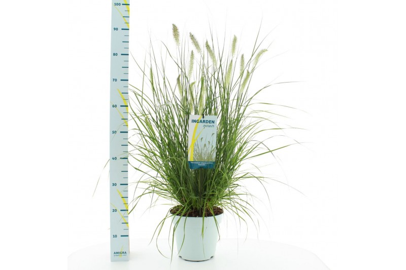 Pennisetum alopecuroides hameln 