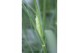 Pennisetum alopecuroides hameln 