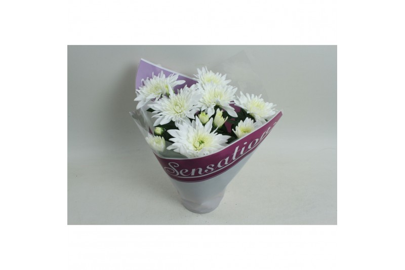 Chrysanthemum ind. sensation 