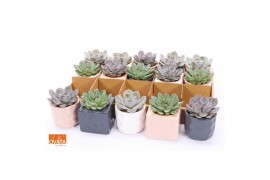 Echeveria mix SuPure® in Davos pearls