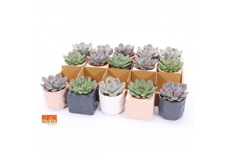 Echeveria mix SuPure® in Davos pearls 