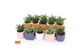 Succulenten mix SuPure® - ROCKS mix in Davos