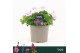 Geranium sanguineum Geranium Sanguineum, Vision Pink 