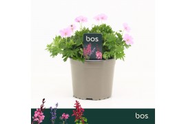Geranium sanguineum Geranium Sanguineum, Vision Pink