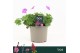 Geranium sanguineum Geranium Sanguineum, Vision Violet 