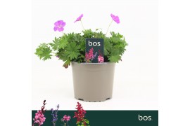 Geranium sanguineum Geranium Sanguineum, Vision Violet